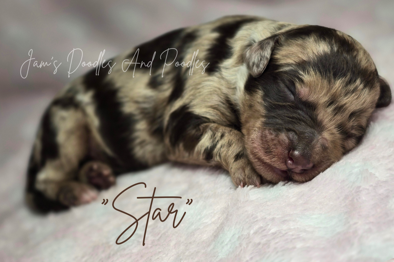 Sleeping merle puppy named 