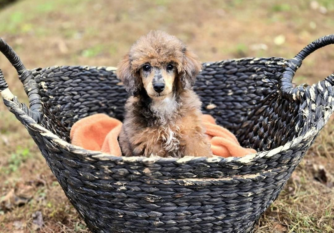 Brown and black puppy in a basket with orange blanket, outside with blurred vehicle in background.