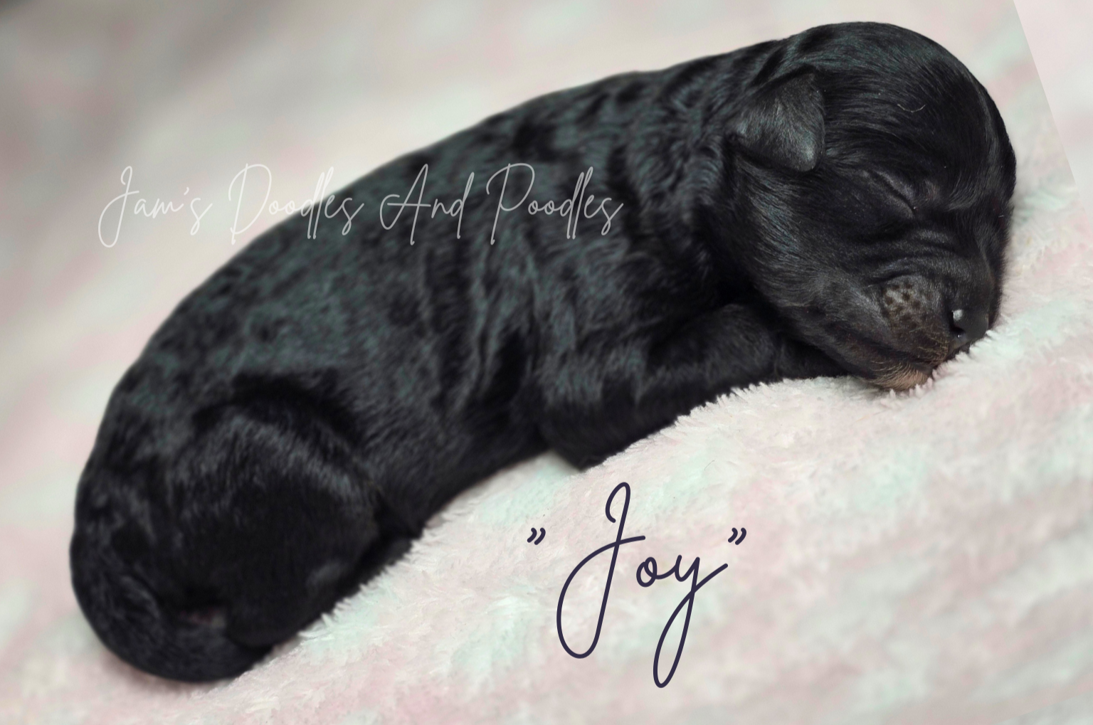 Black puppy curled up sleeping on a pink blanket, labeled 
