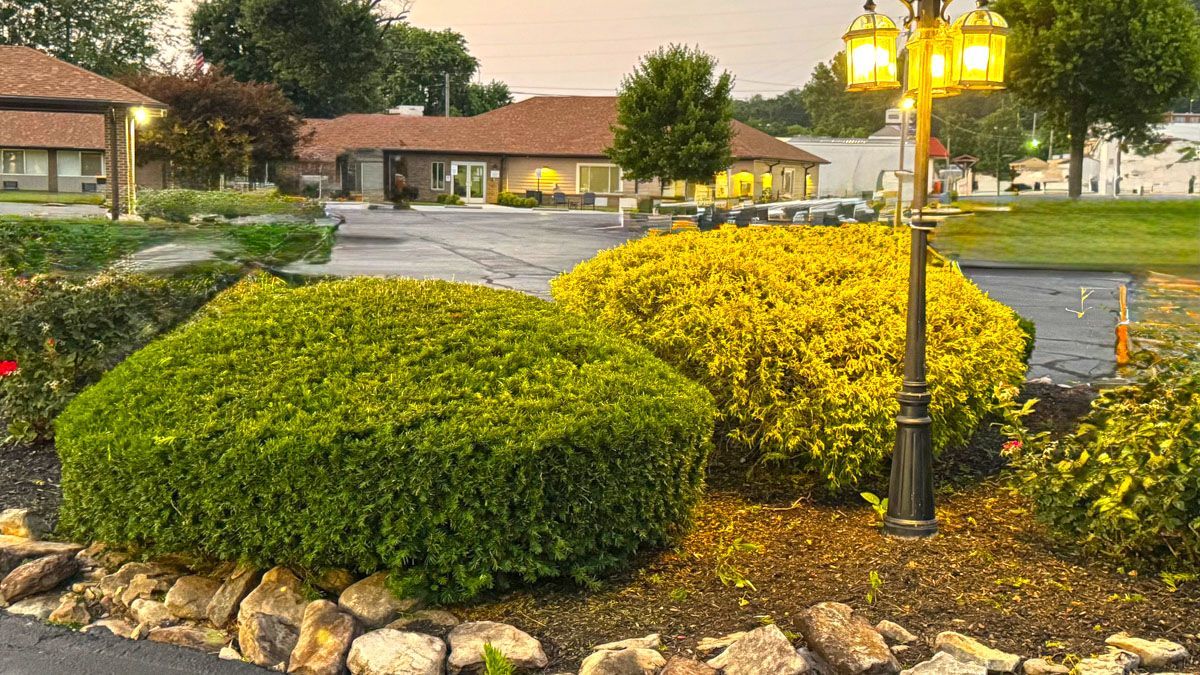 There is a lamp post in the middle of a garden.