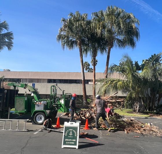 An image of Tree Service Company In Spring Valley CA