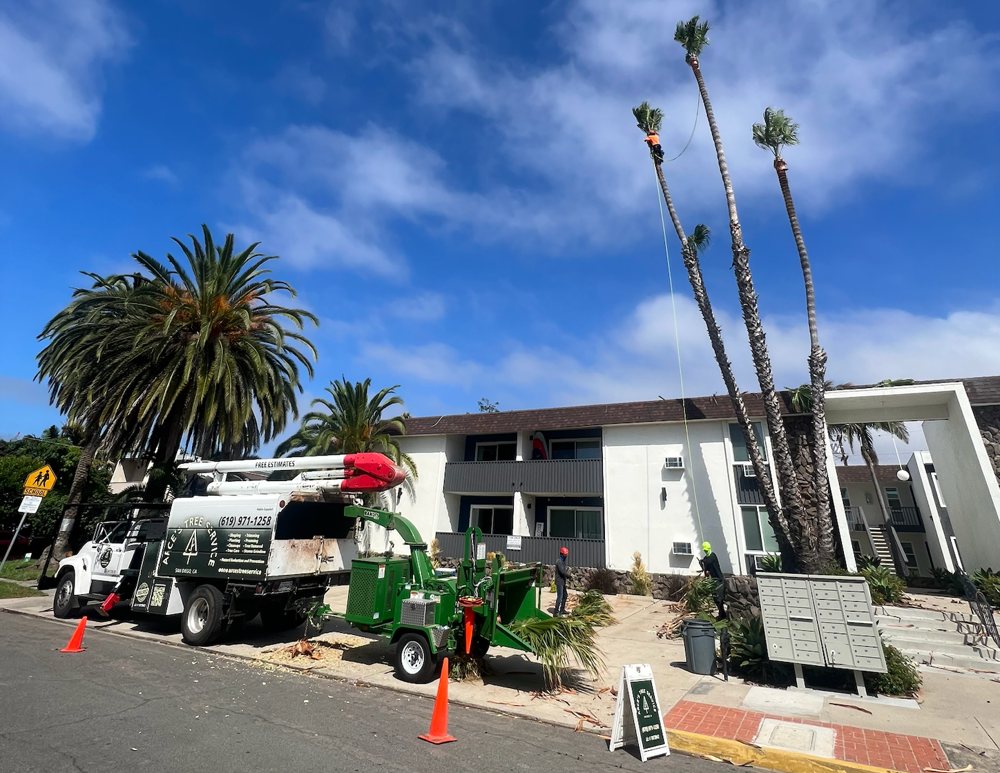 An image of Tree Services in Spring Valley CA