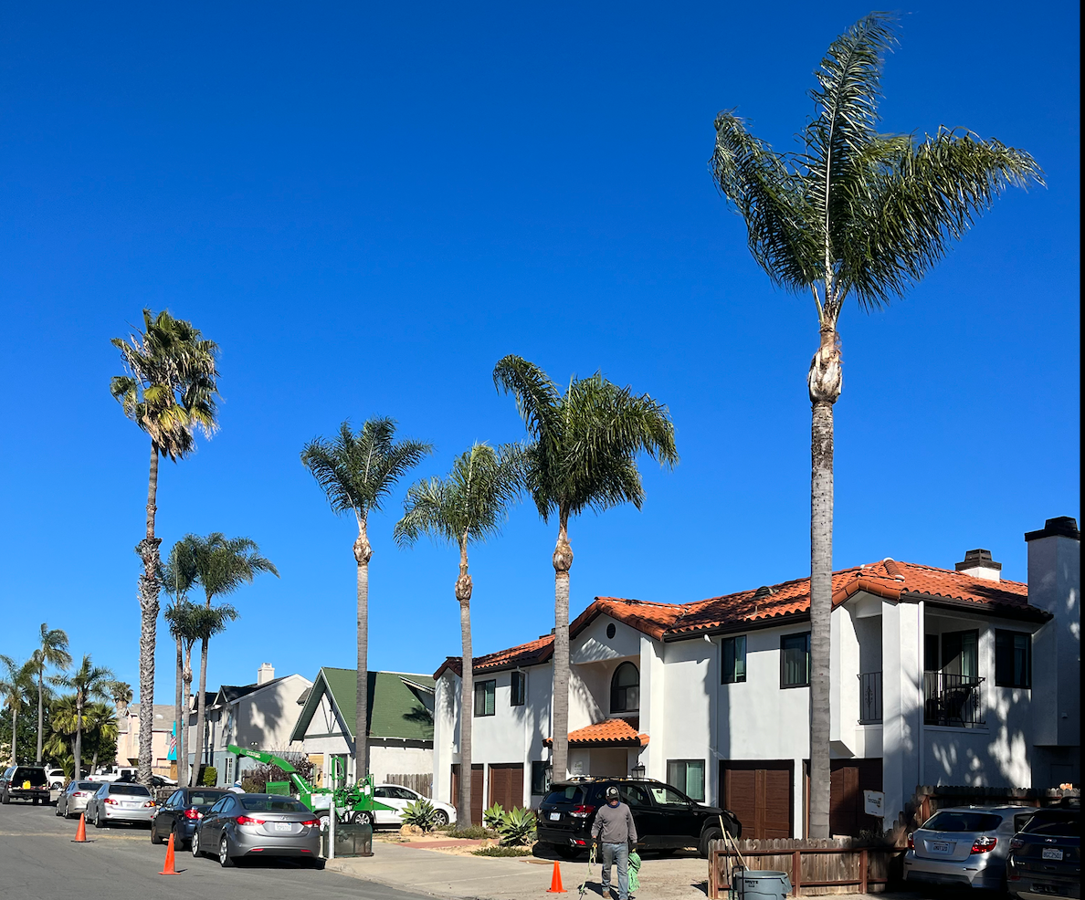 An image of Tree Service In Spring Valley CA