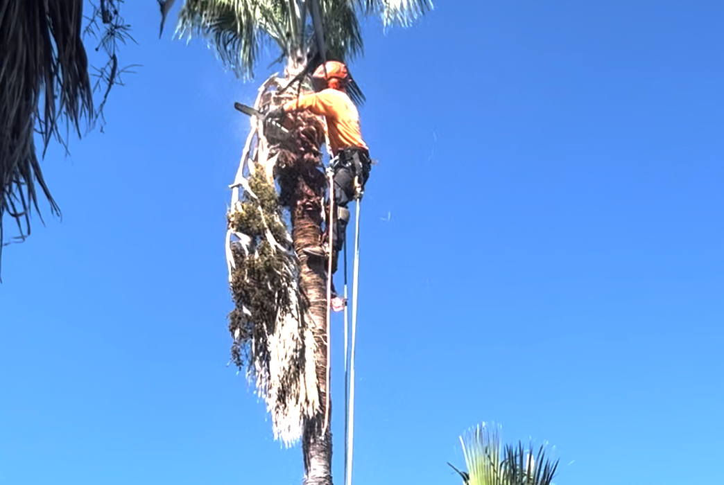 An image of Tree Trimming and Cutting Services in Spring Valley CA