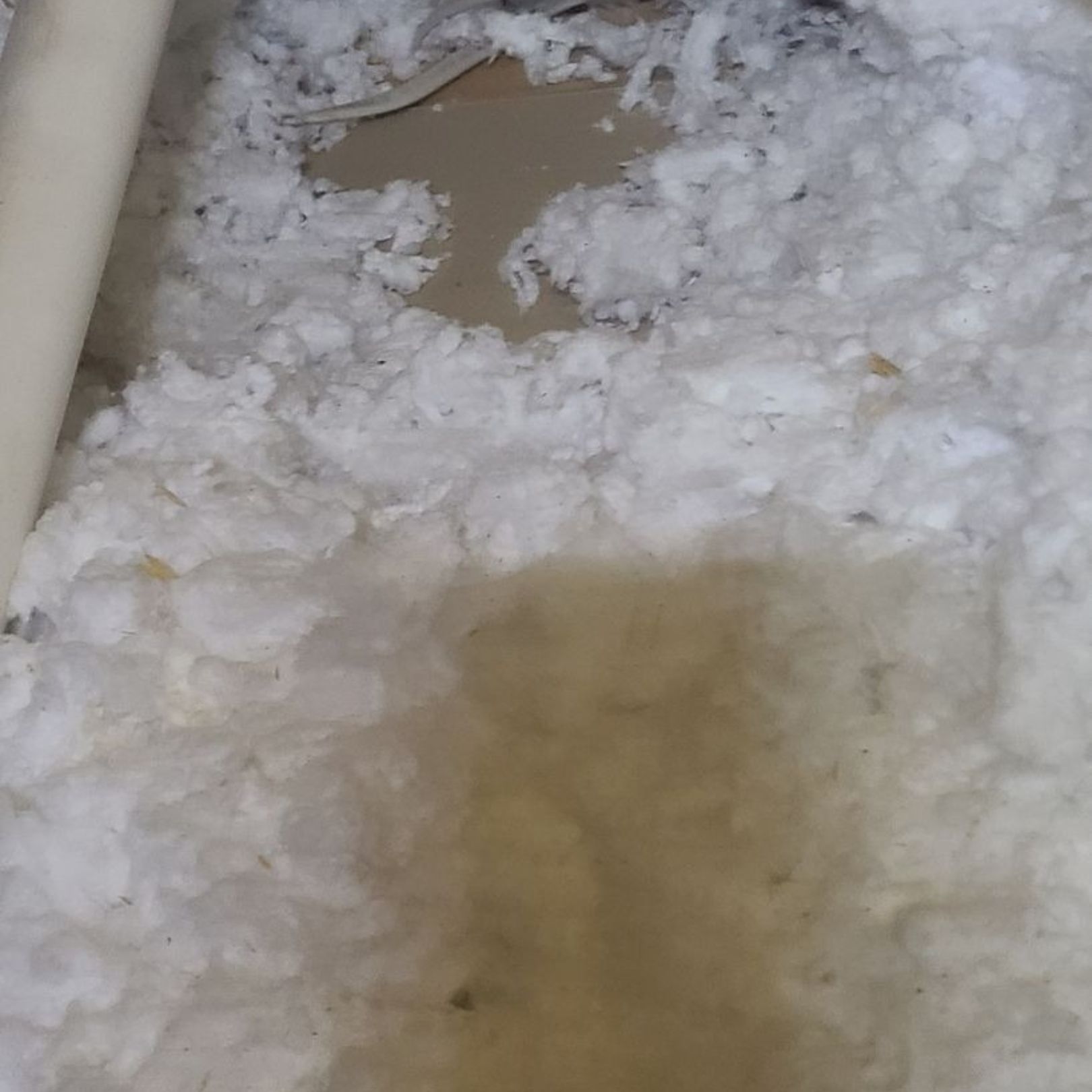 Loose white attic insulation surrounding a section of stained, darkened drywall and a white pipe.