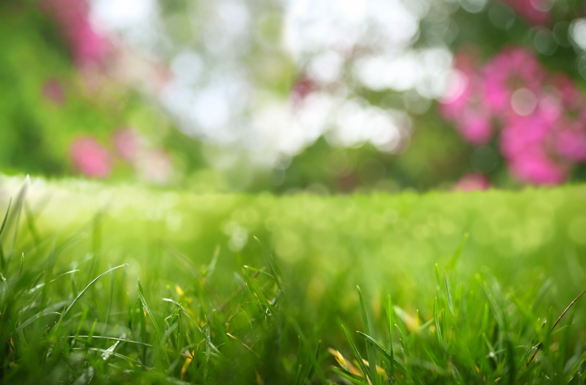 A close up of a lush green lawn with pink flowers in the background.