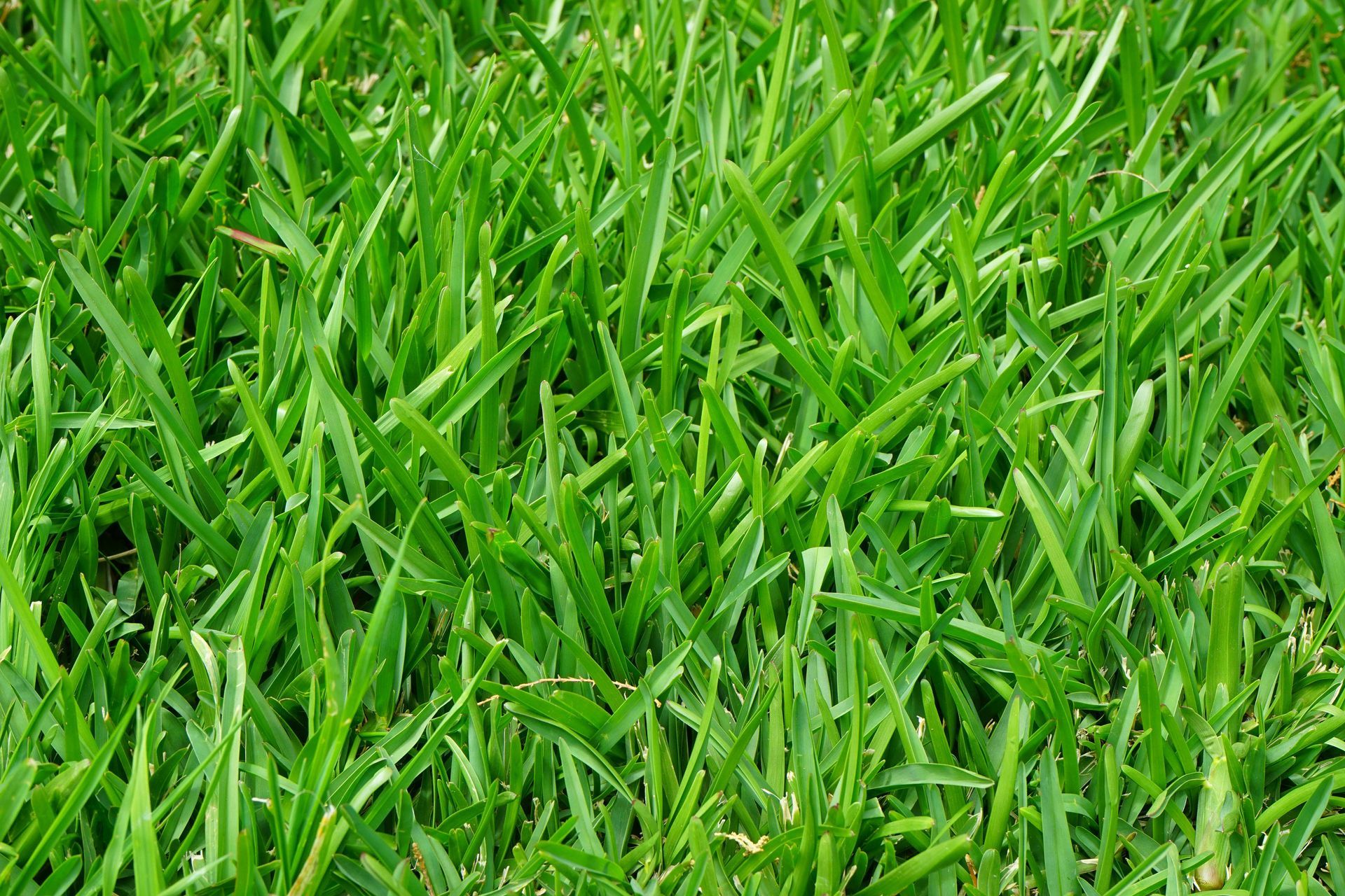 A close up of a field of green grass with the sun shining through it.