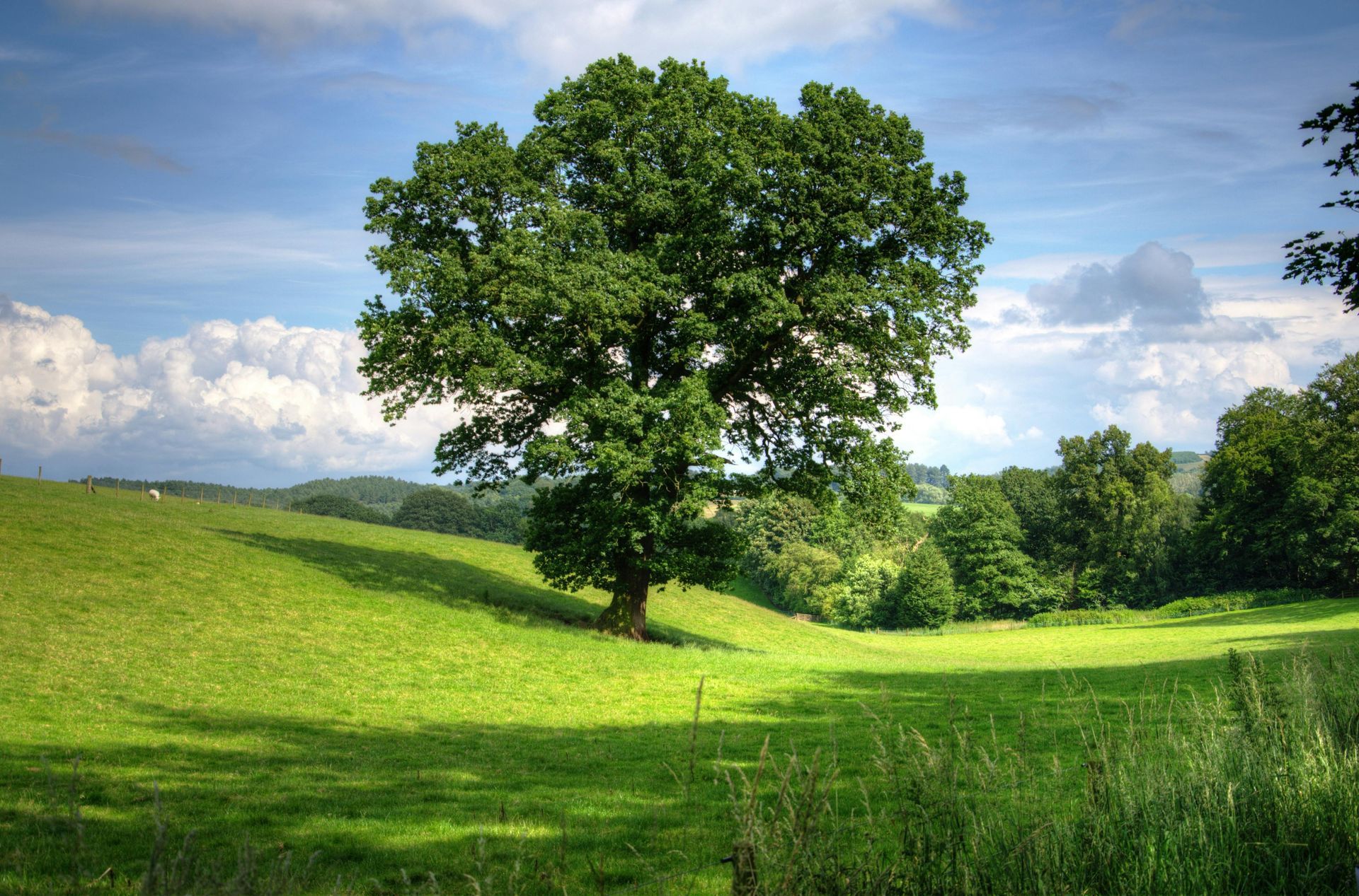 A bench is sitting under a tree on top of a hill.