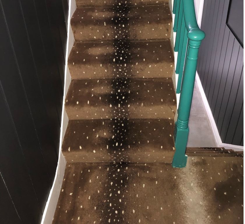 Safari Brown Antelope