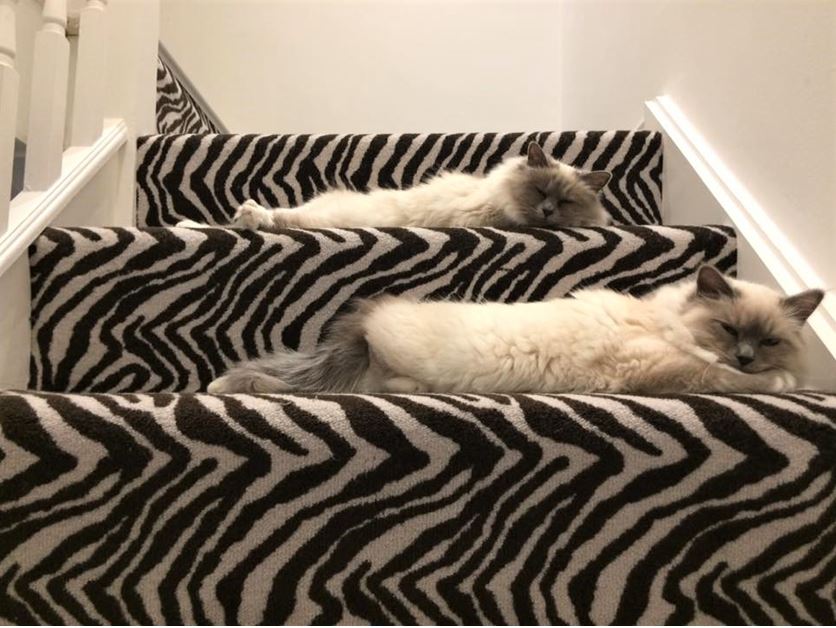 Masland Plains Zebra