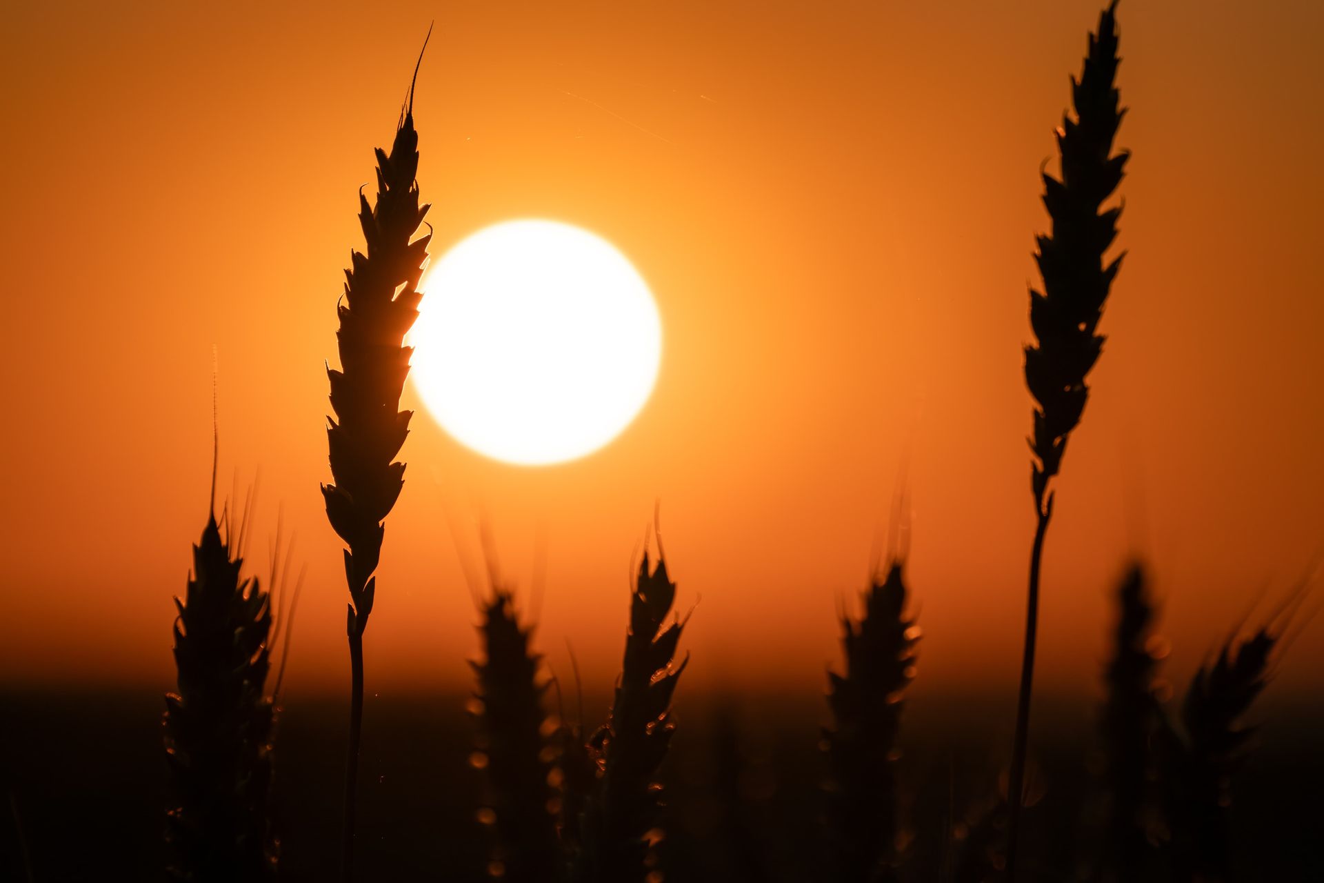 Couple walking with a bicycle through a park, hand-in-hand, toward sunlight.