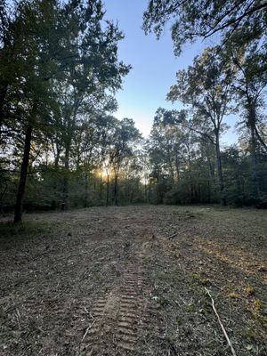 Clearing in a forest with tire tracks, trees, and sunset.