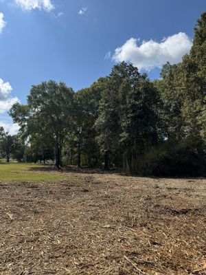 Trees against a blue sky, with woodchips in the foreground.