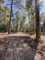 Sunlit forest clearing with trees, ground is covered in dirt and shadows.