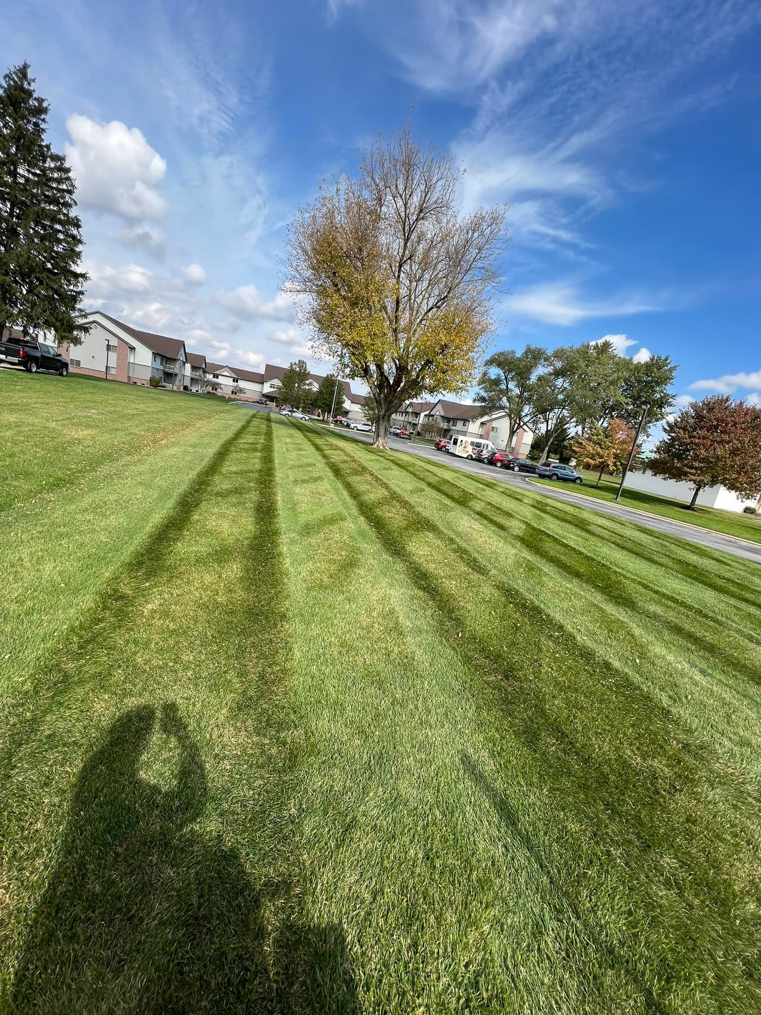 Green lawn with mowed stripes, a tree with yellow leaves, and a sunny sky, with residential buildings in the background.