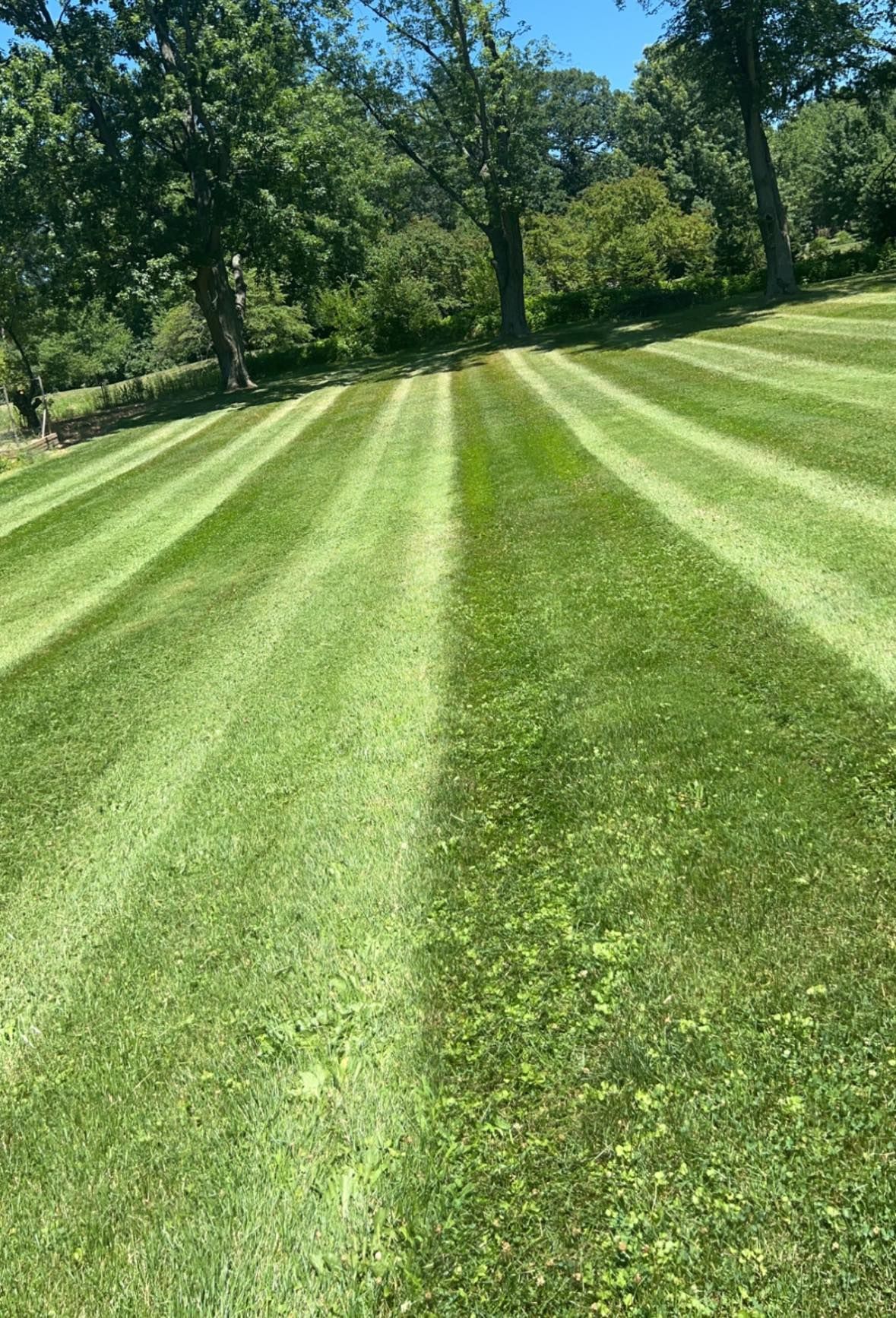 Lawn with stripes of dark and light green, trees in the background on a sunny day.
