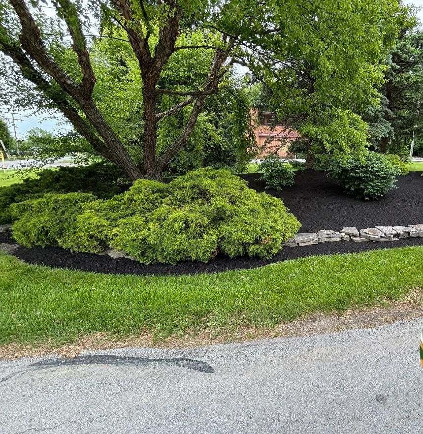 Lush green plants and a tree with dark mulch border a grassy lawn. A road is in the foreground.