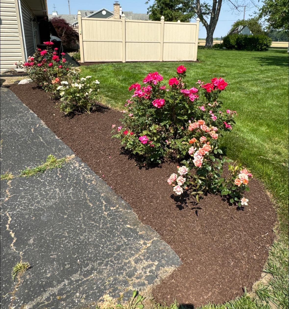 Flower bed with blooming roses and fresh mulch next to a driveway and lawn.