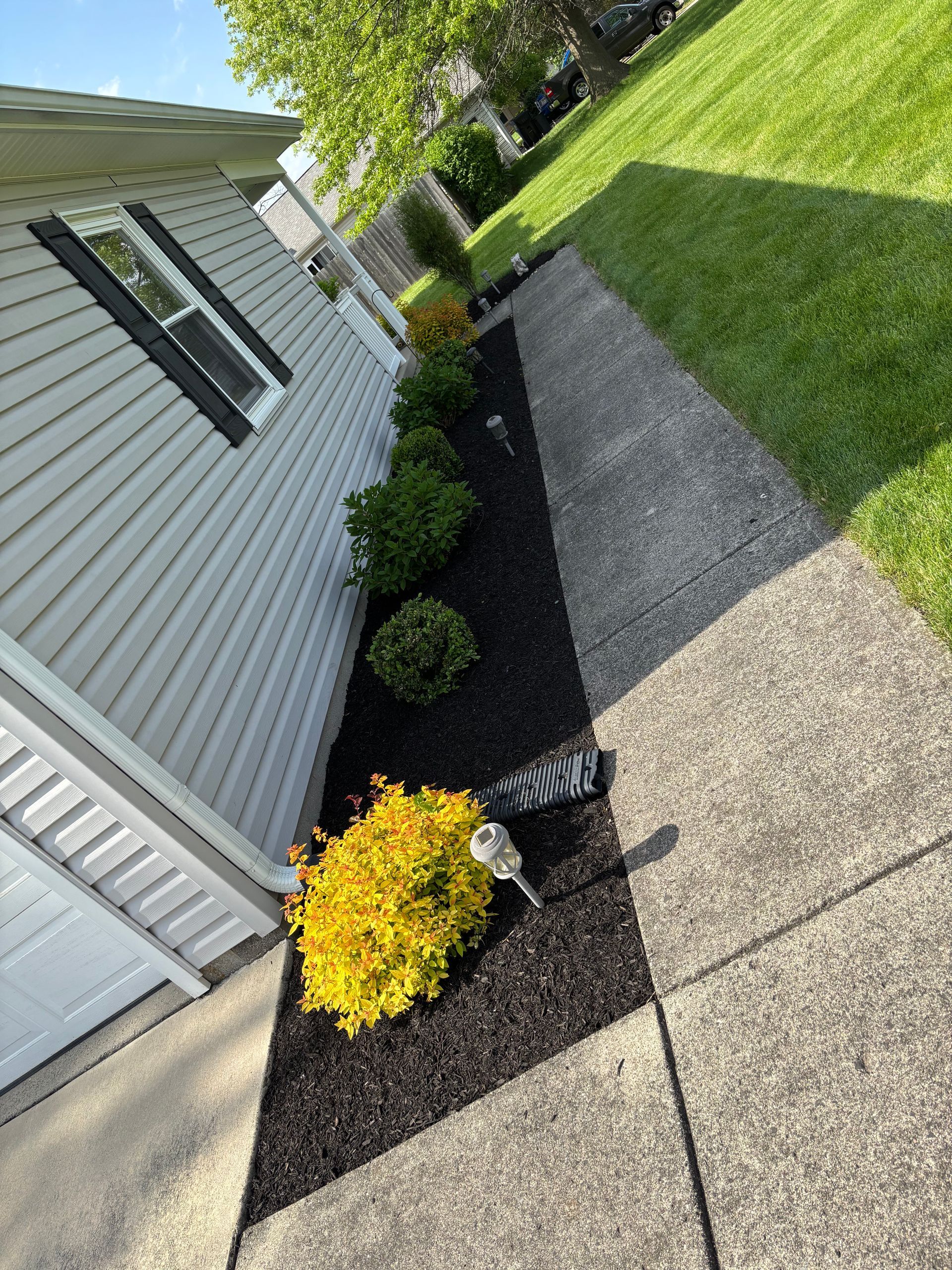 A well-manicured garden bed with black mulch, shrubs, and yellow foliage, bordering a sidewalk next to a white house.