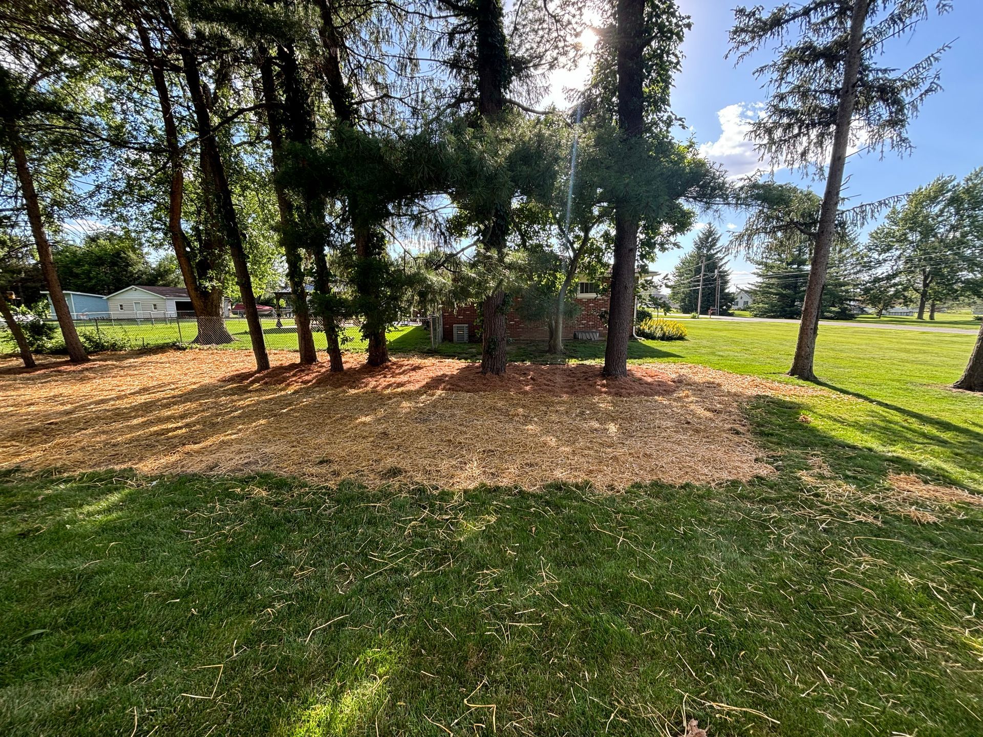 Trees surrounded by wood chips on green grass, bright sunshine.