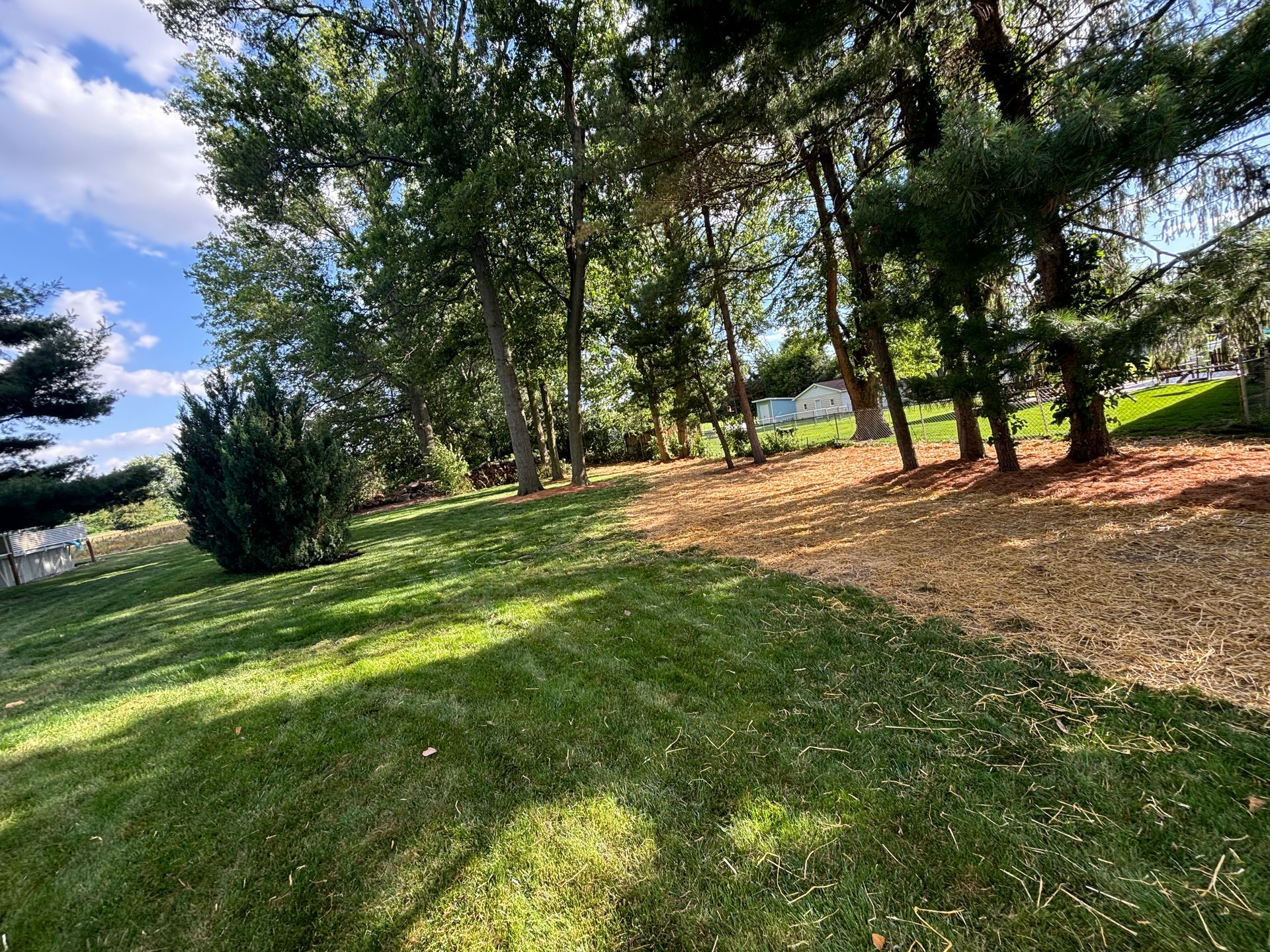 Lush green lawn transitions to mulch beneath trees in bright sunlight.