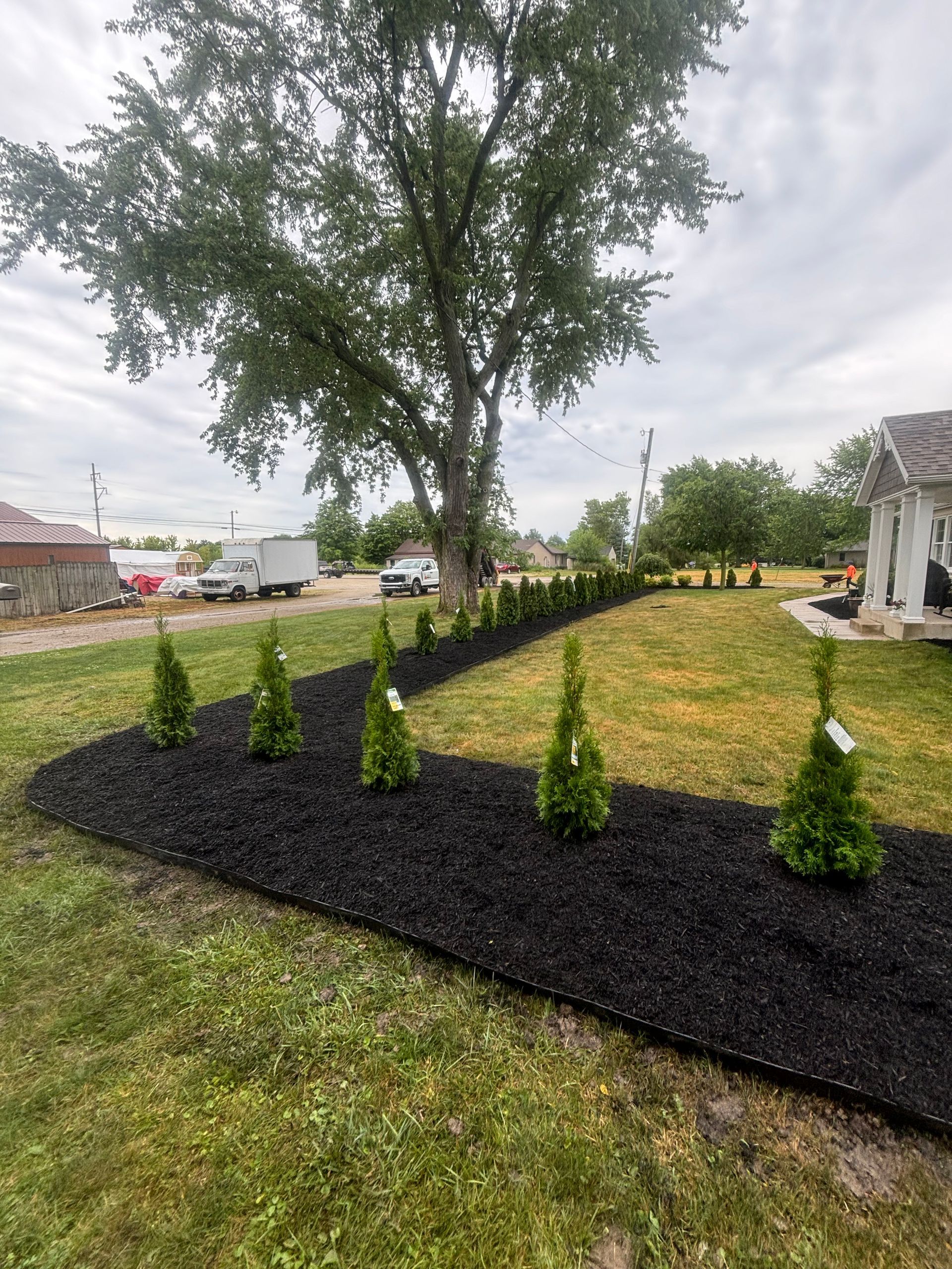 A row of small evergreen trees planted in black mulch next to a grassy yard, with a large tree behind.