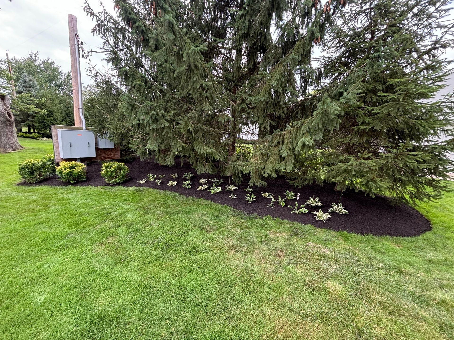 A manicured lawn with a large evergreen tree surrounded by dark mulch and small green plants.