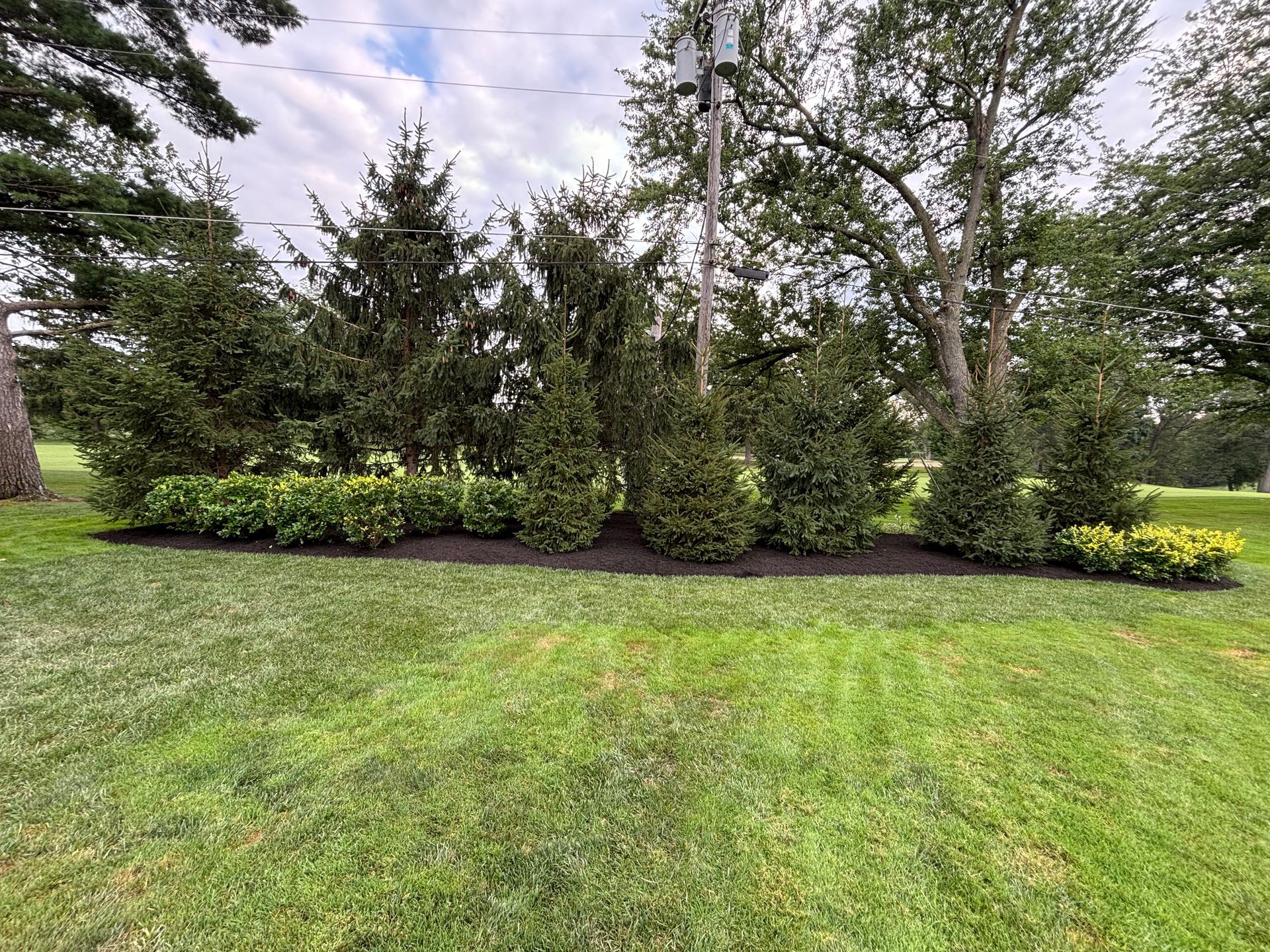 Green lawn with a mulch bed and various green shrubs and trees.