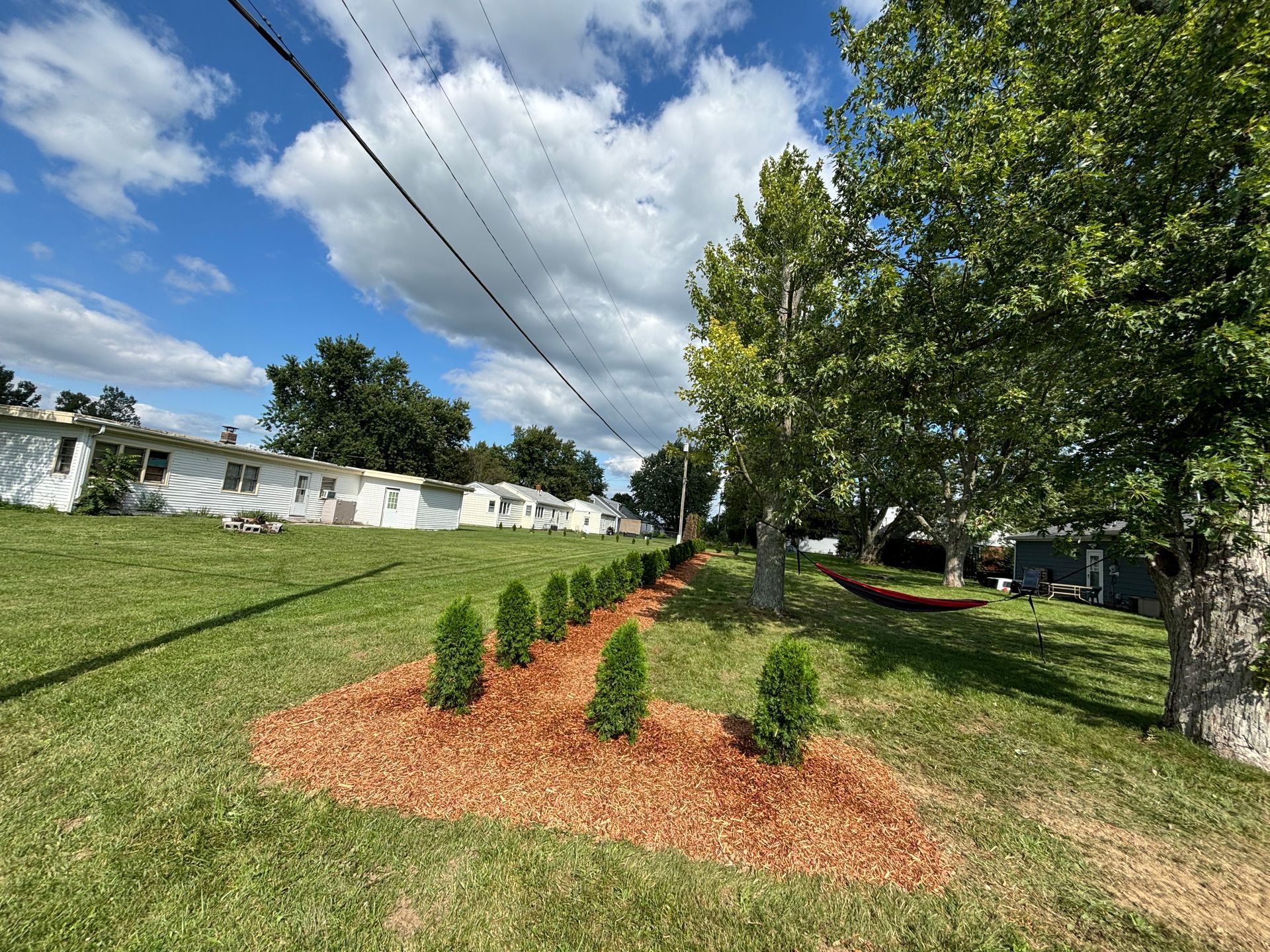 Lawn with a row of young trees surrounded by wood chips, houses in the background, blue sky.