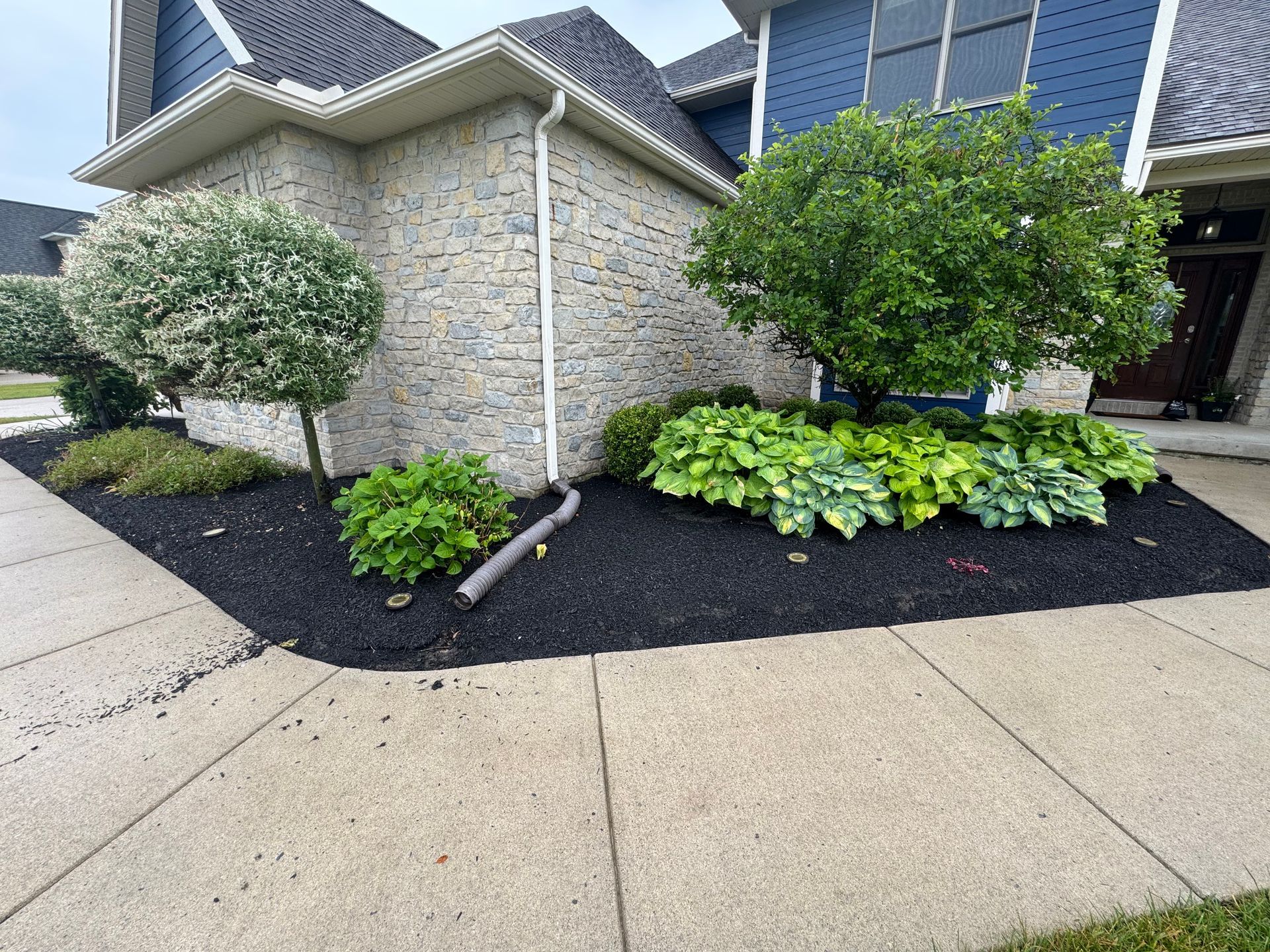 Landscaped yard with black mulch, plants, and two trimmed trees next to a house with blue siding.