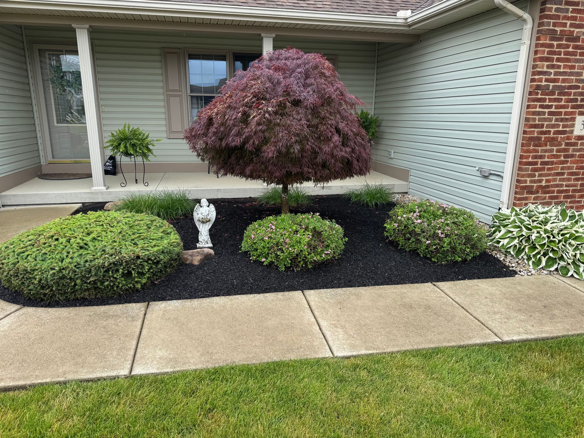 A front yard with a red tree, trimmed bushes, black mulch, and a lawn.