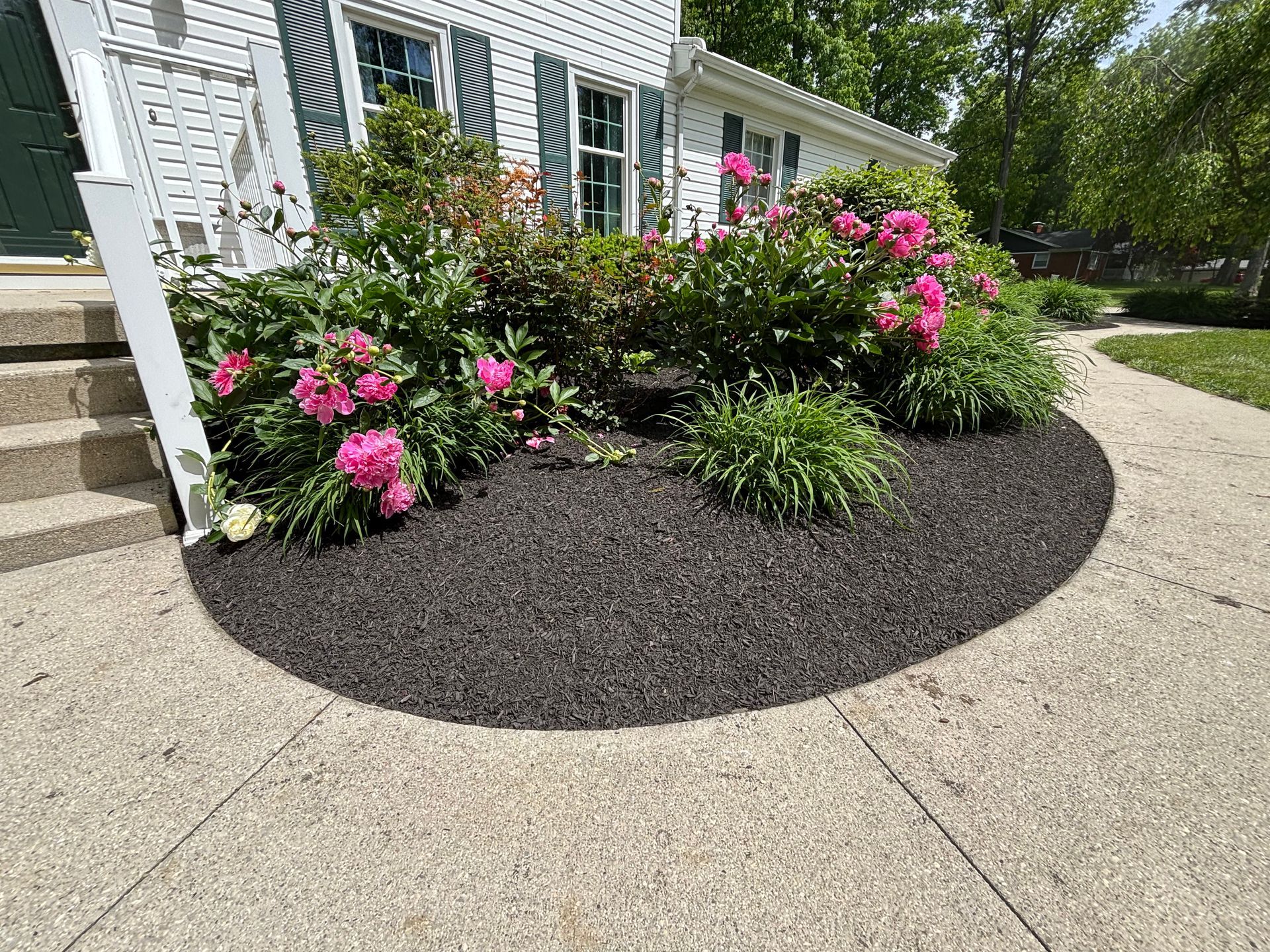 Black mulch borders pink flowering plants next to a house with a white facade.