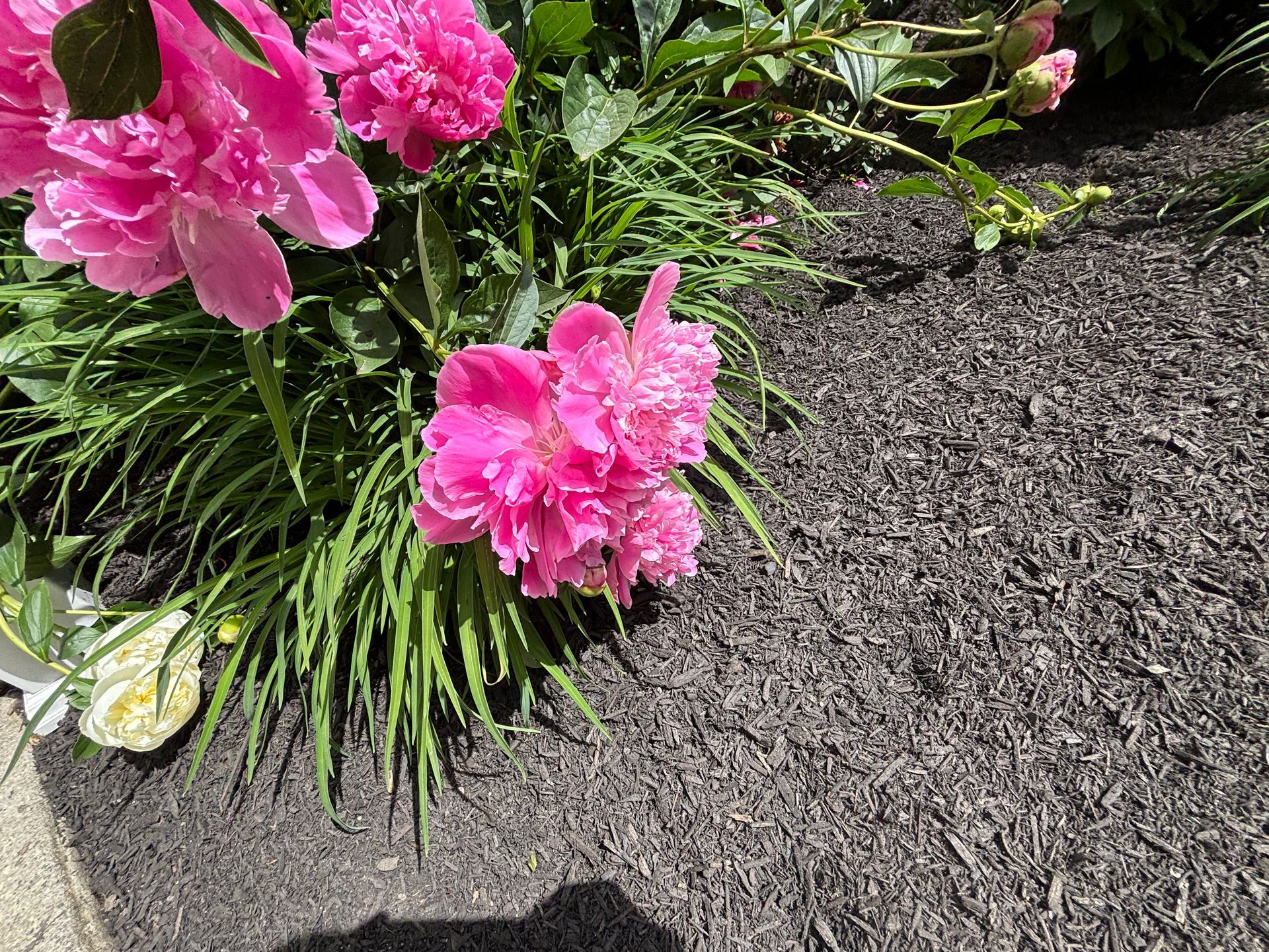 Pink peonies blooming in a bed of dark mulch, sunny day.