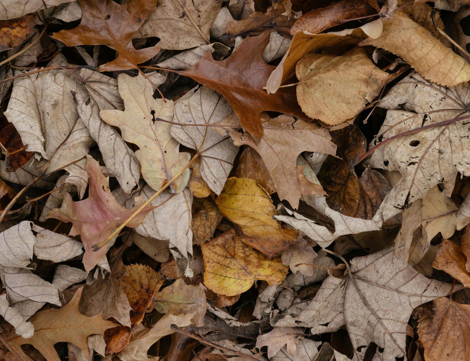 Fallen autumn leaves in various shades of brown, tan, and yellow, covering the ground.