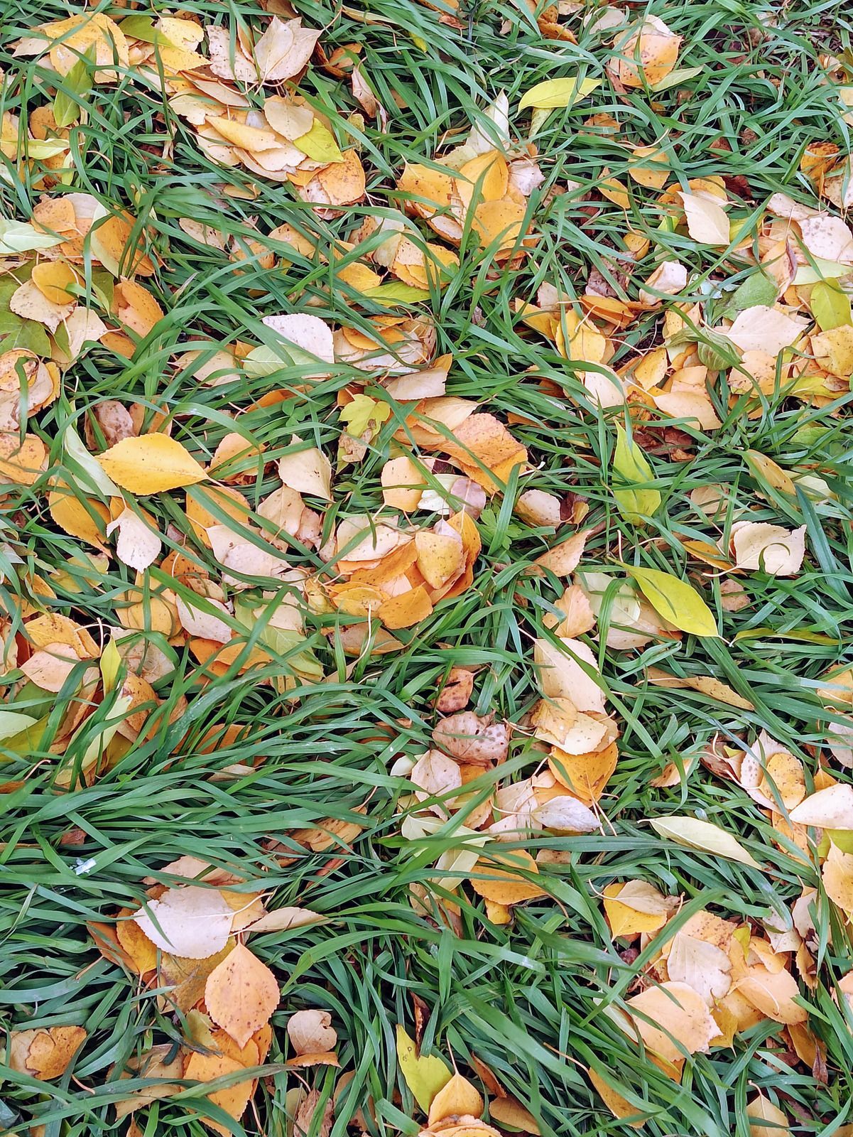 Yellow and orange autumn leaves scattered on green grass.
