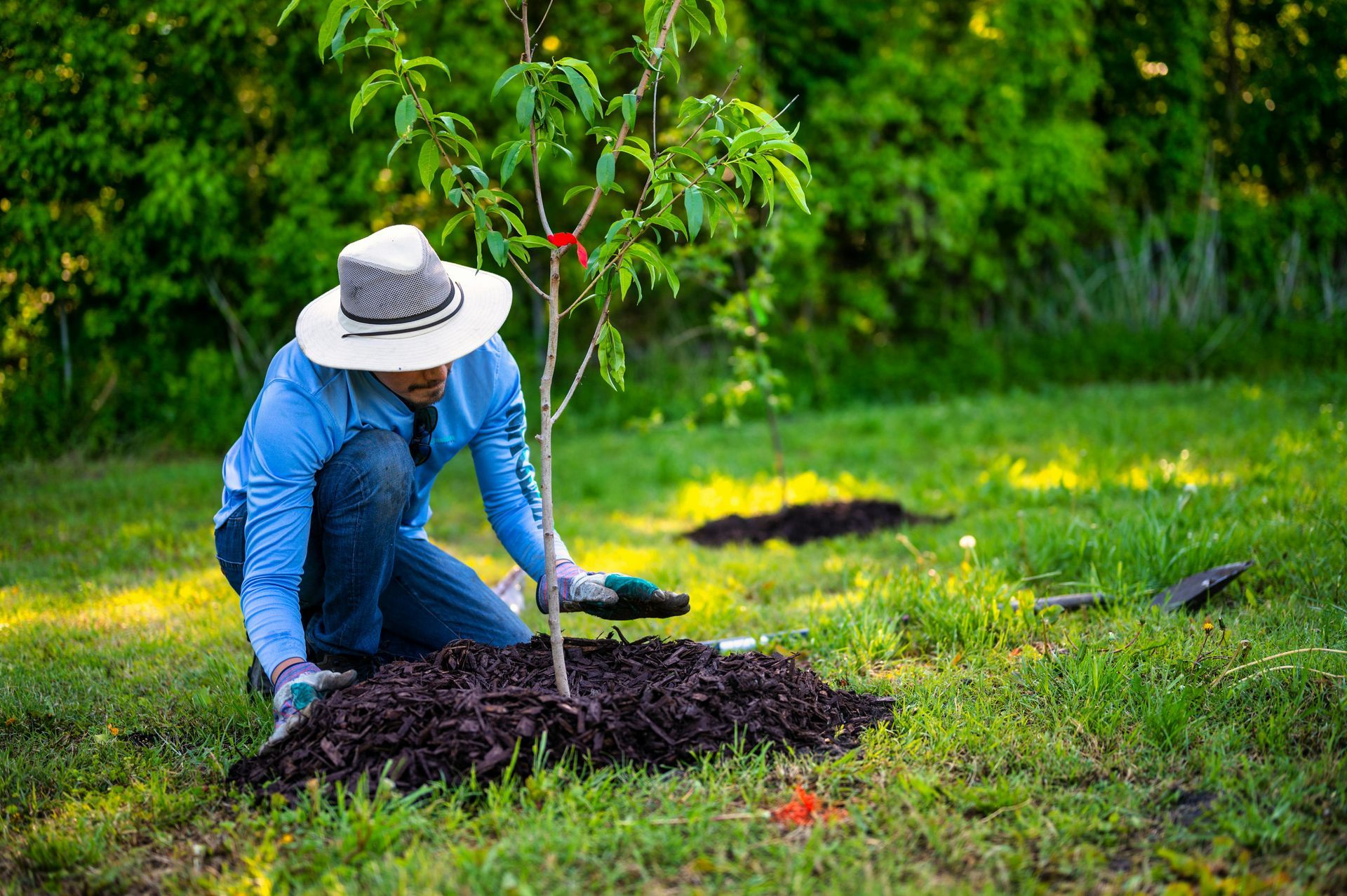 Person in a blue shirt and hat plants a sapling in a grassy garden.