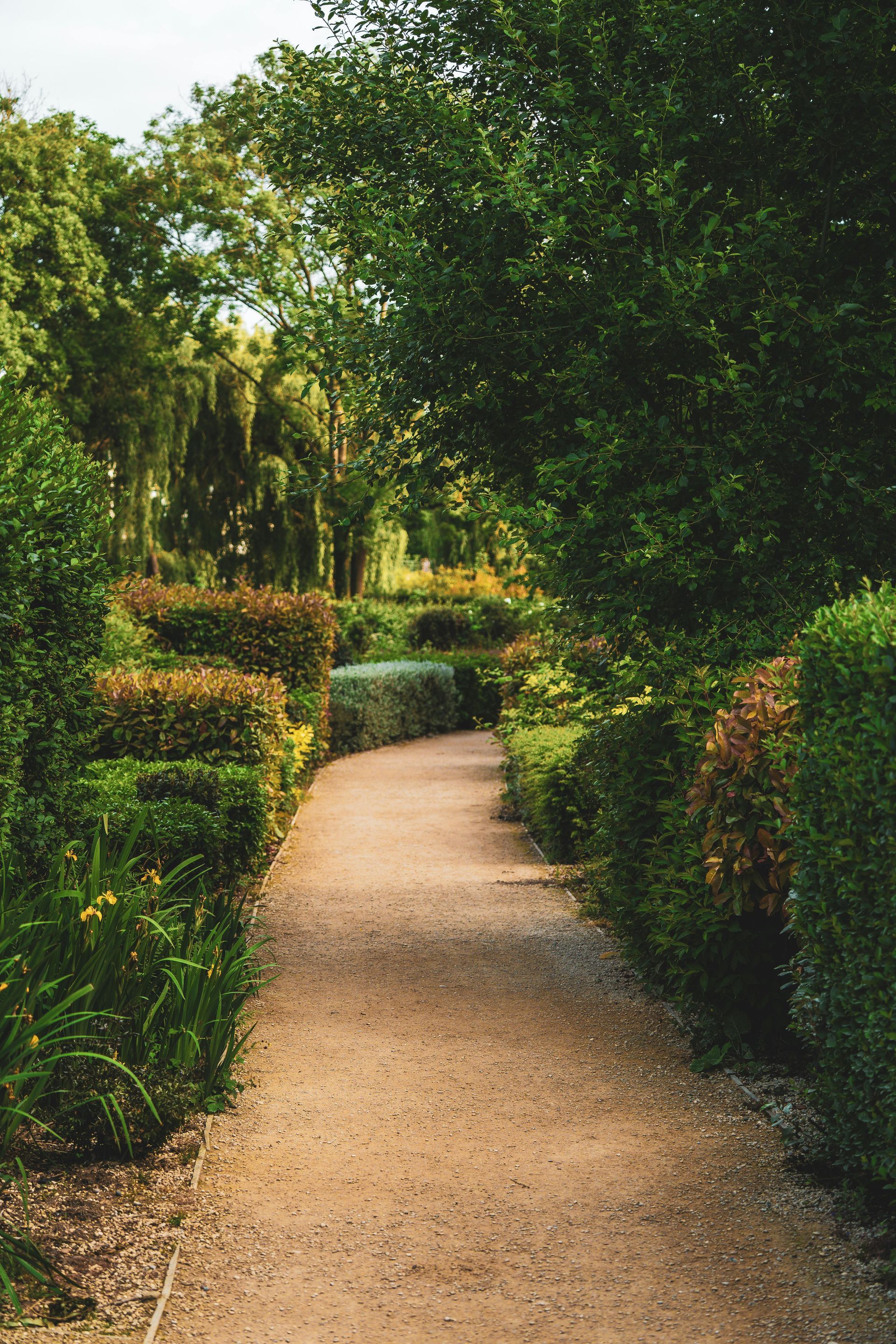 Narrow gravel path through a lush green garden with hedges and overhanging trees