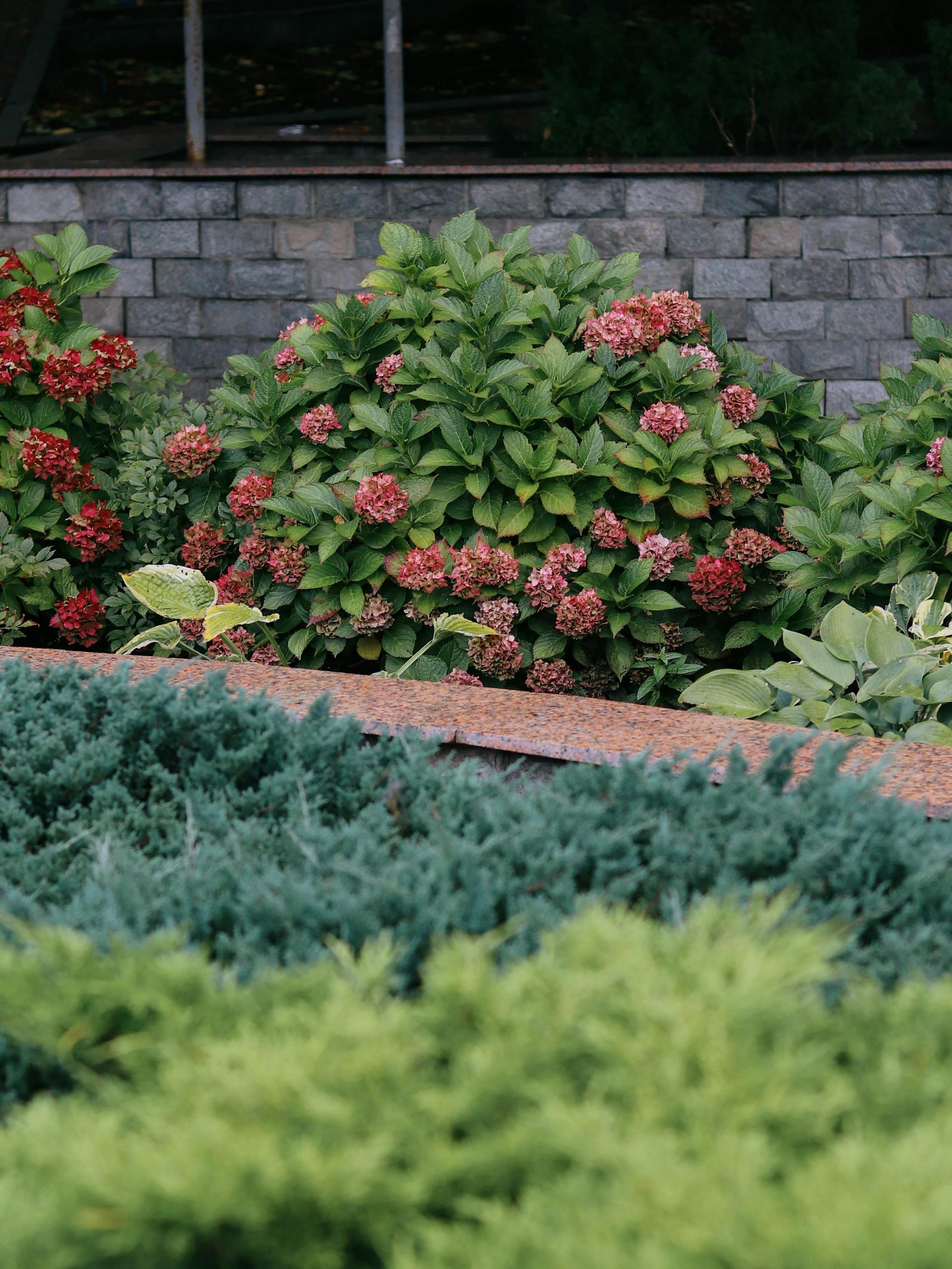 Shrubs with pink flowers in a landscaped garden in front of a stone retaining wall
