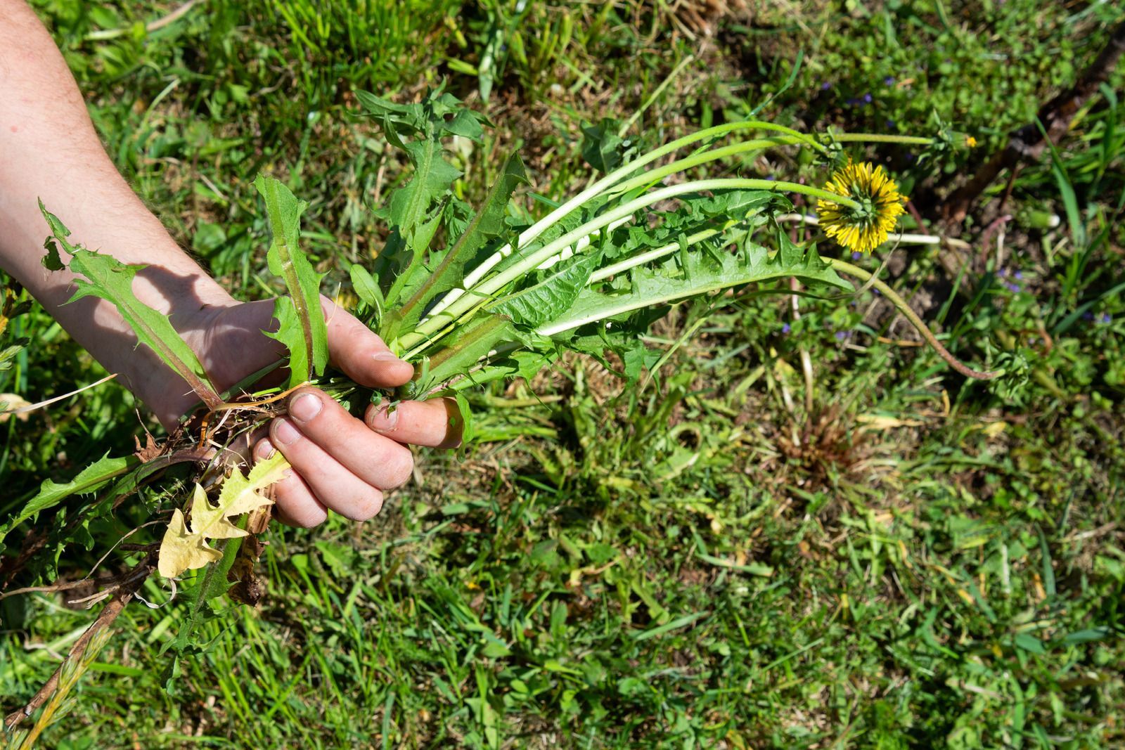 Hand holding a clump of dandelion plants pulled from green grass.