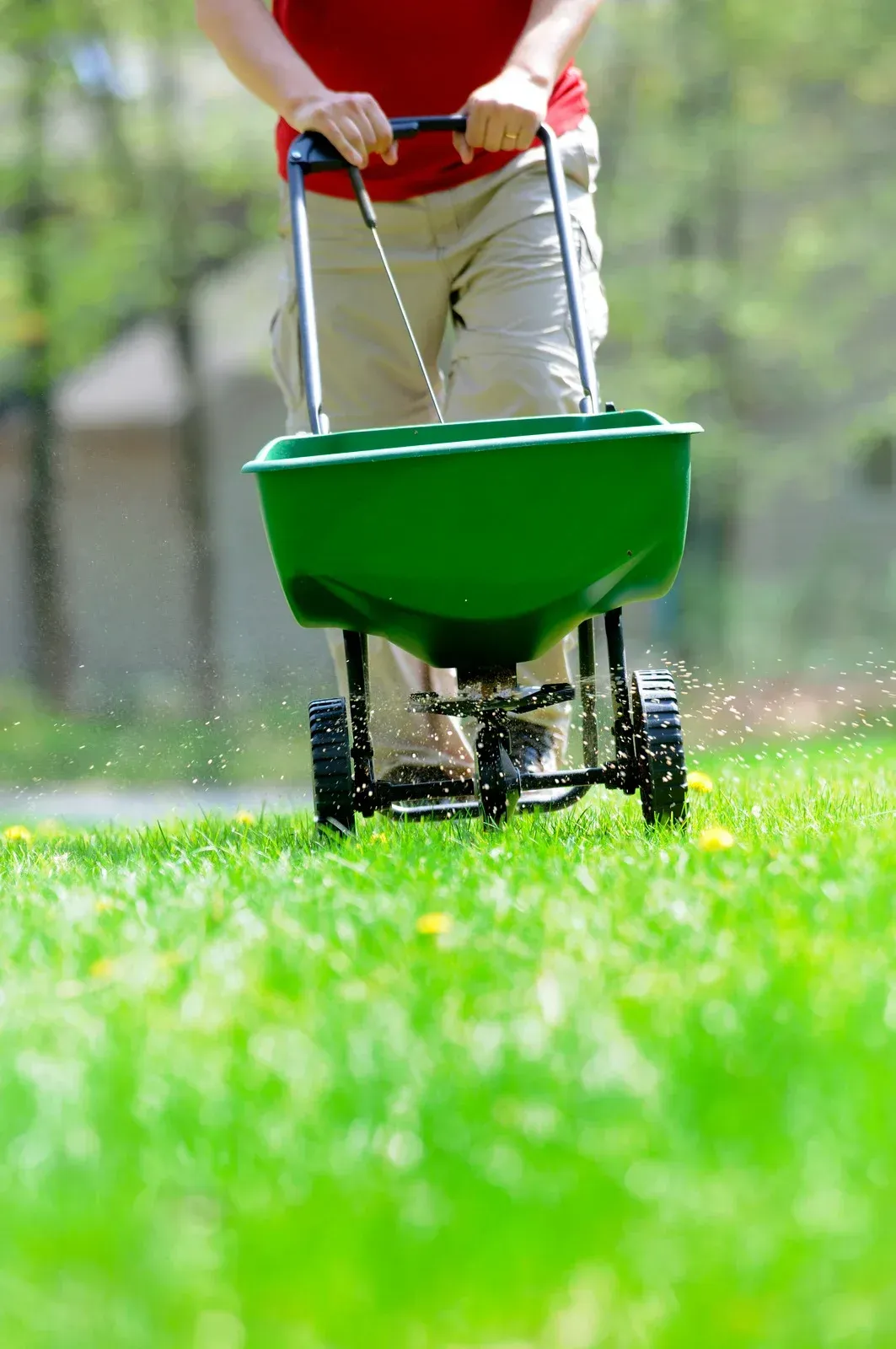 Person spreading fertilizer on a green lawn with a green spreader.