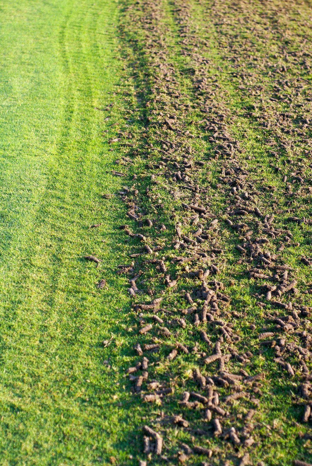 Lawn aerated on the right, leaving soil plugs; green grass on the left.