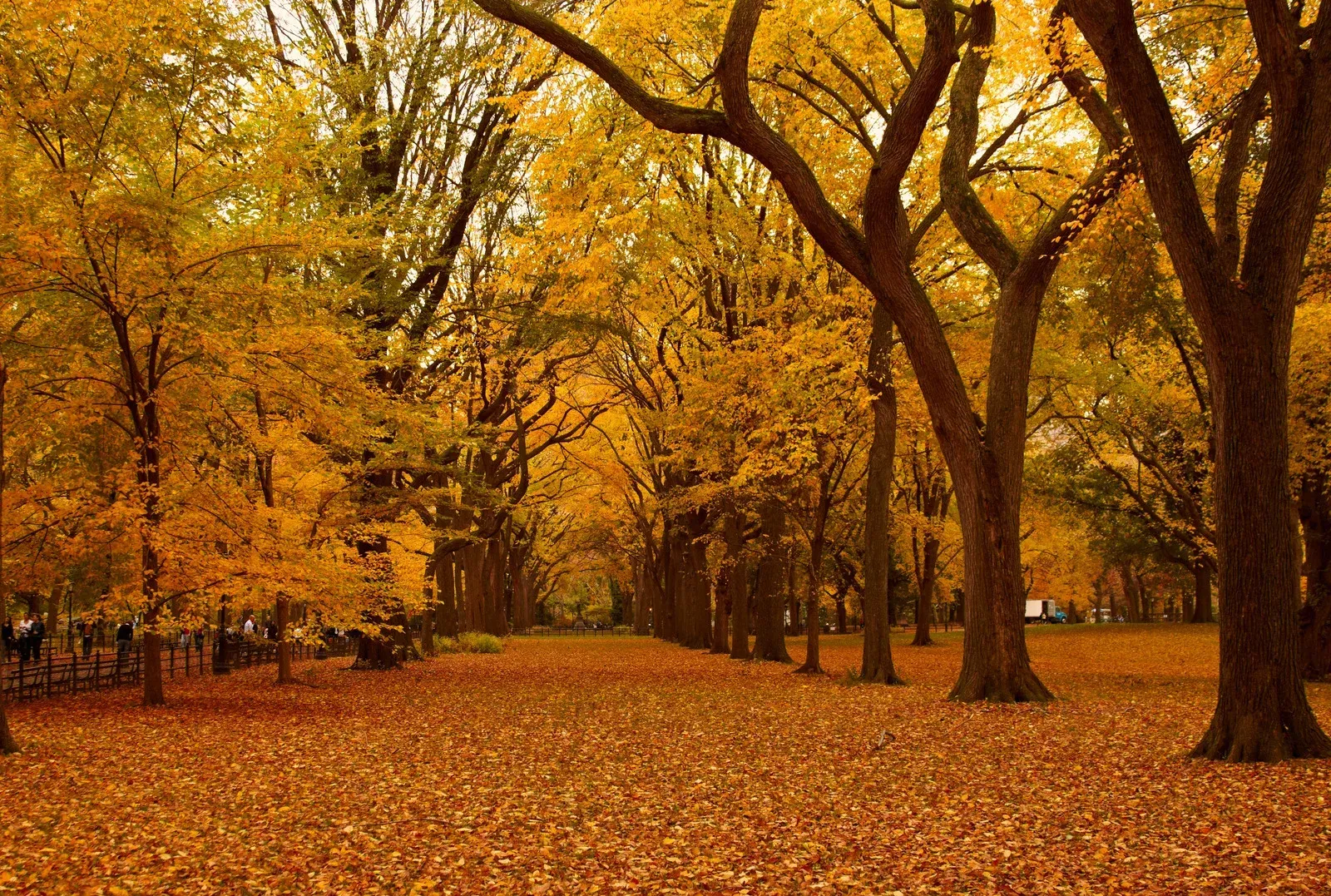 Autumn trees line a path, golden leaves covering the ground in a park-like setting.
