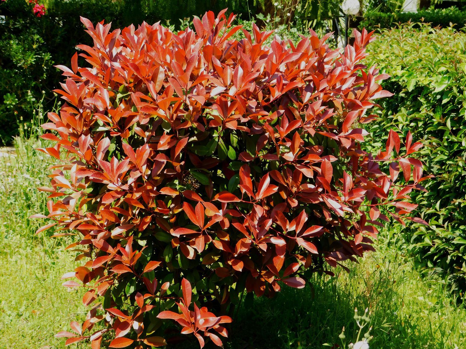 Red Photinia bush in garden.