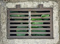 A manhole cover with a plant growing out of it.