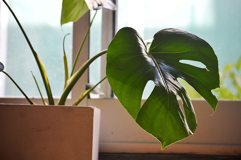 A plant in a pot is sitting on a window sill.