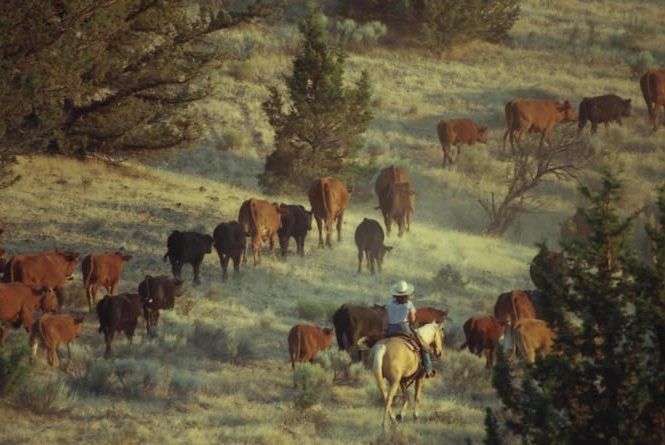 view list free range products