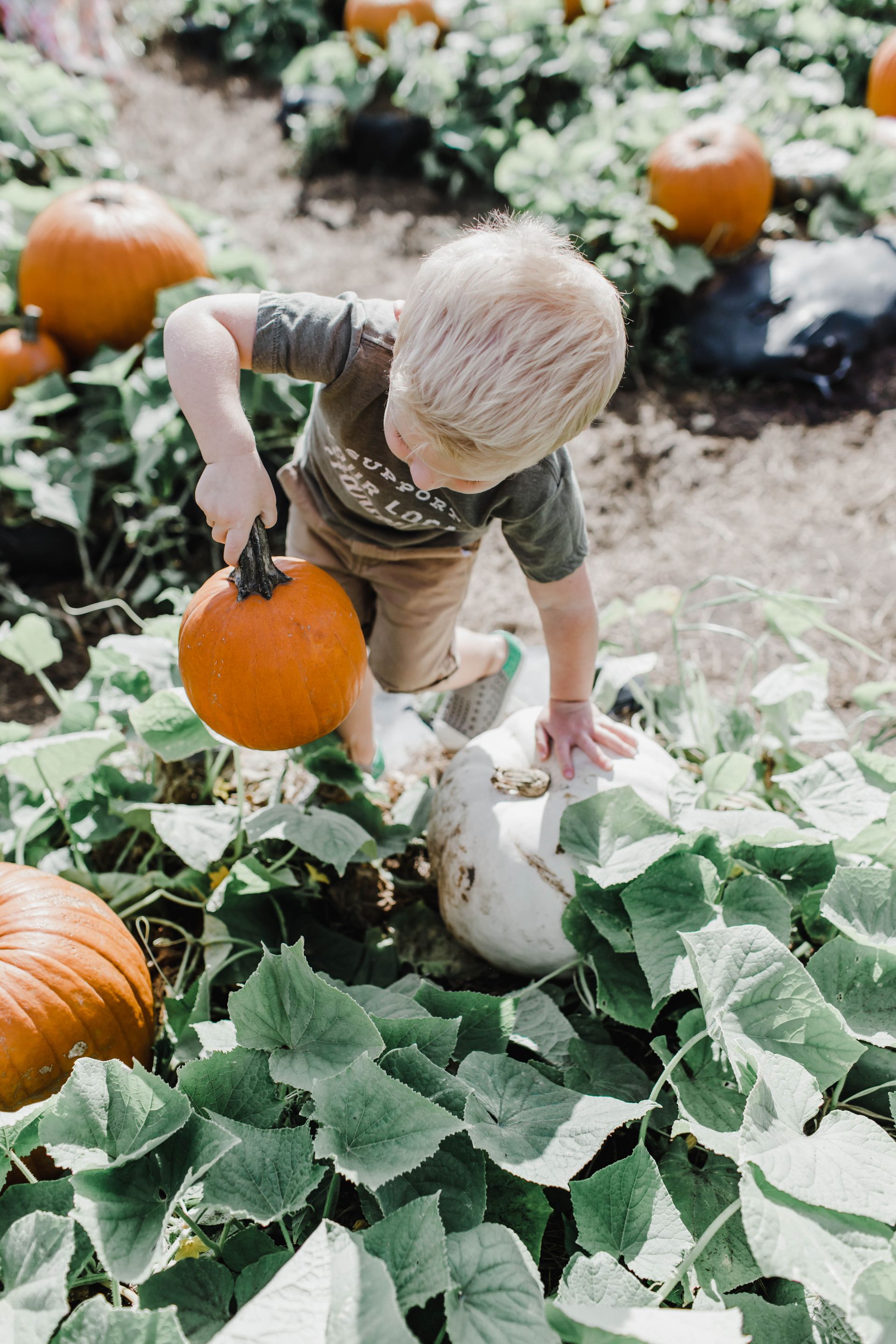 little boy with pumpkin