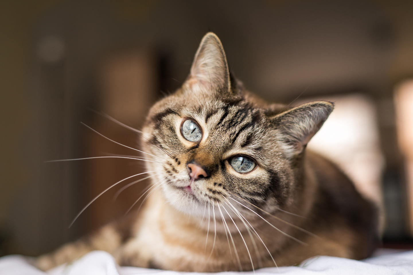 Cat with blue eyes looks at the camera. Brown and tan tabby markings, lying on a white surface.