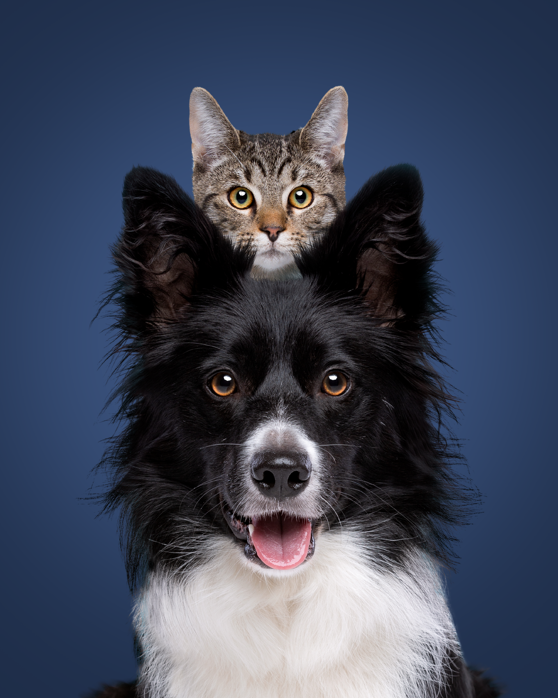 Dog with black and white fur, tabby cat perched on its head, both looking at the camera against a blue background.