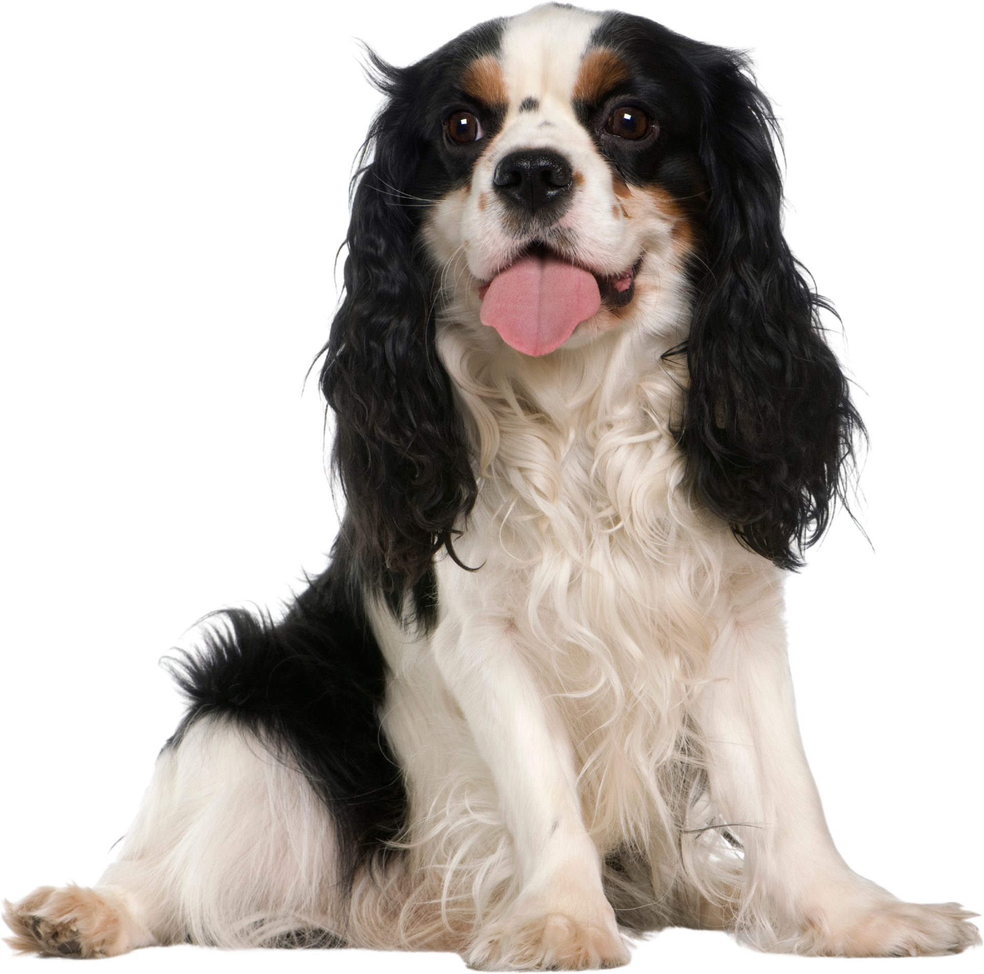 Cavalier King Charles Spaniel dog with black, white, and tan fur, sitting and panting.